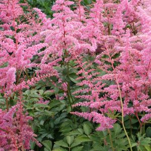 Astilbe - Astilbe arendsii 'Cattleya'