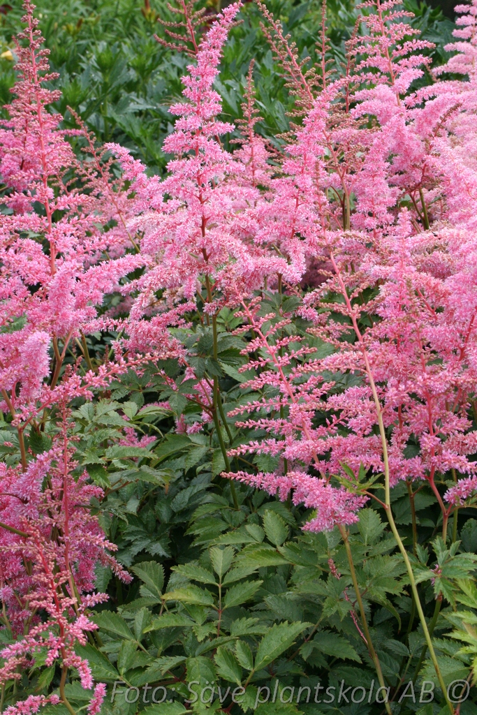 Astilbe - Astilbe arendsii 'Cattleya'