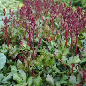 Plymastilbe- Astilbe chinensis 'Vision in Red' (PBR)