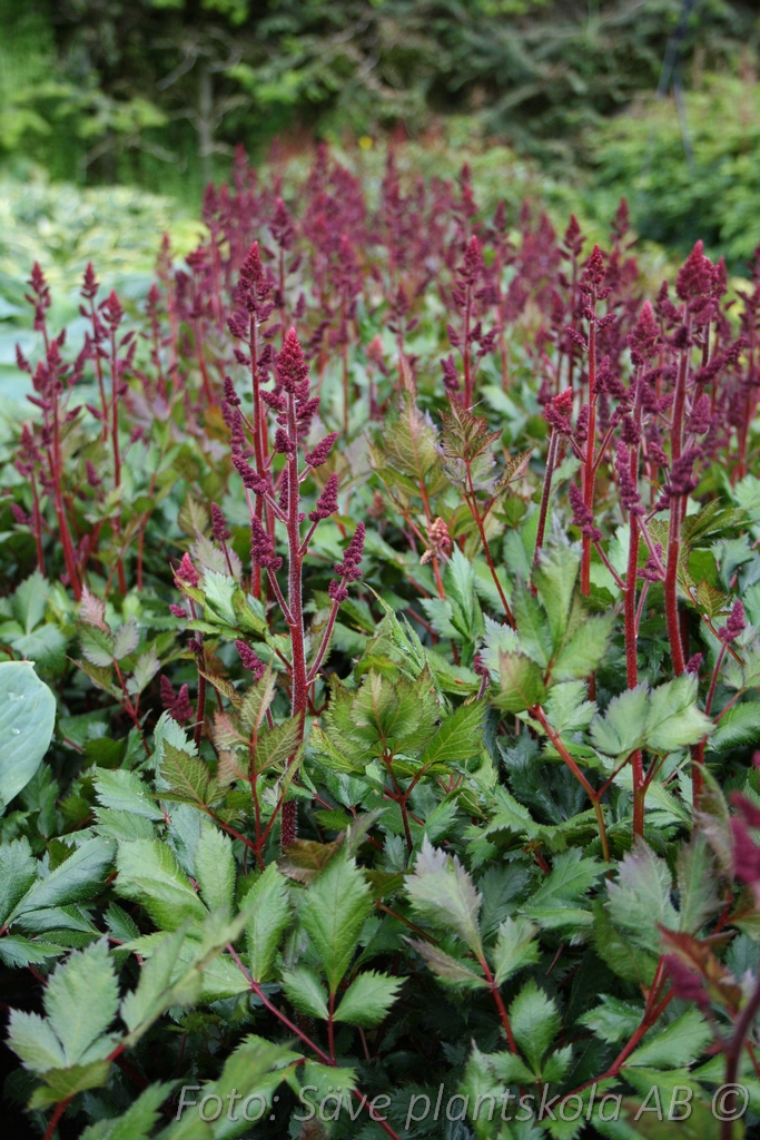 Plymastilbe- Astilbe chinensis 'Vision in Red' (PBR)