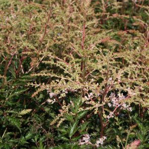 Fjäderastilbe - Astilbe simplicifolia 'Sprite'
