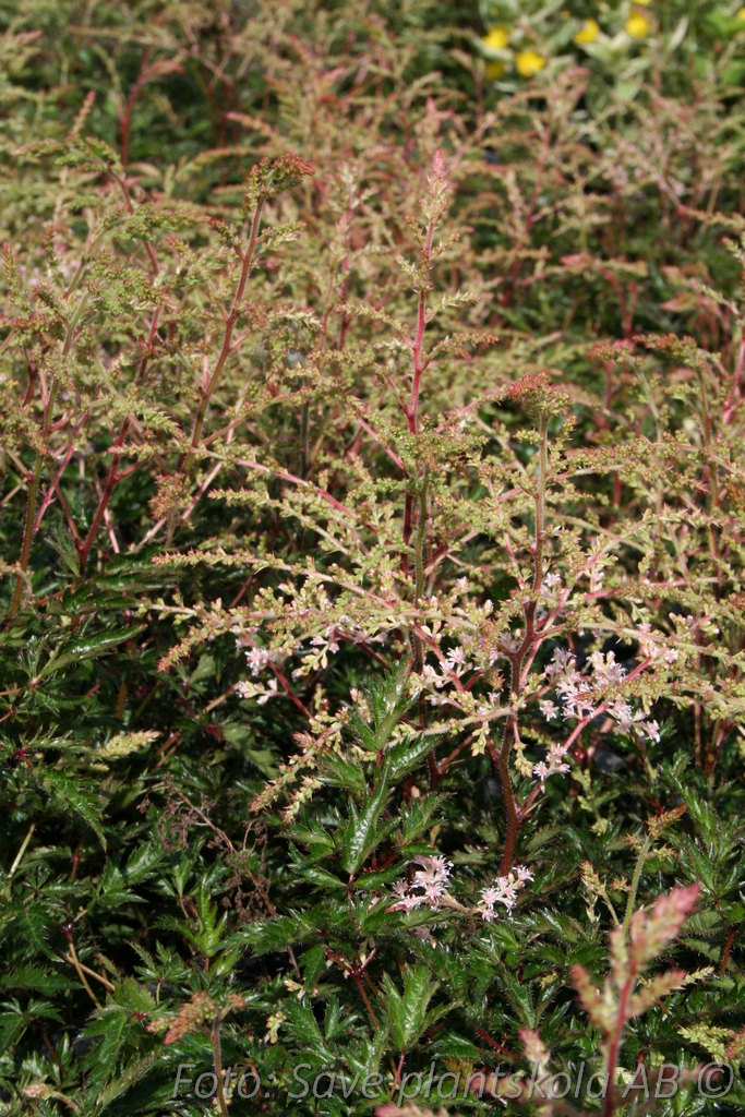 Fjäderastilbe - Astilbe simplicifolia 'Sprite'