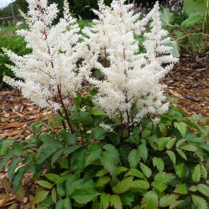 Astilbe arendsii 'Rock and Roll' (PBR)
