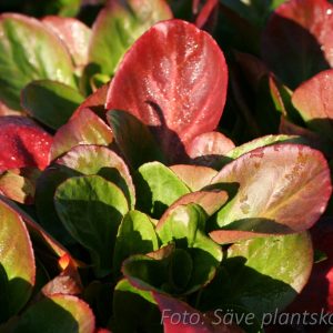 Bergenia - Bergenia 'Baby Doll'
