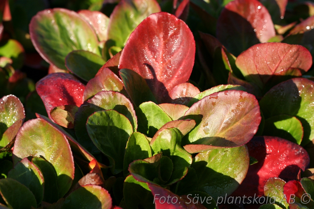 Bergenia - Bergenia 'Baby Doll'