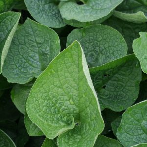 Kaukasisk förgätmigej - Brunnera macrophylla