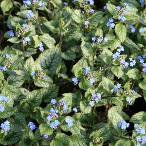 Kaukasisk förgätmigej - Brunnera macrophylla 'Jack Frost' (PBR)