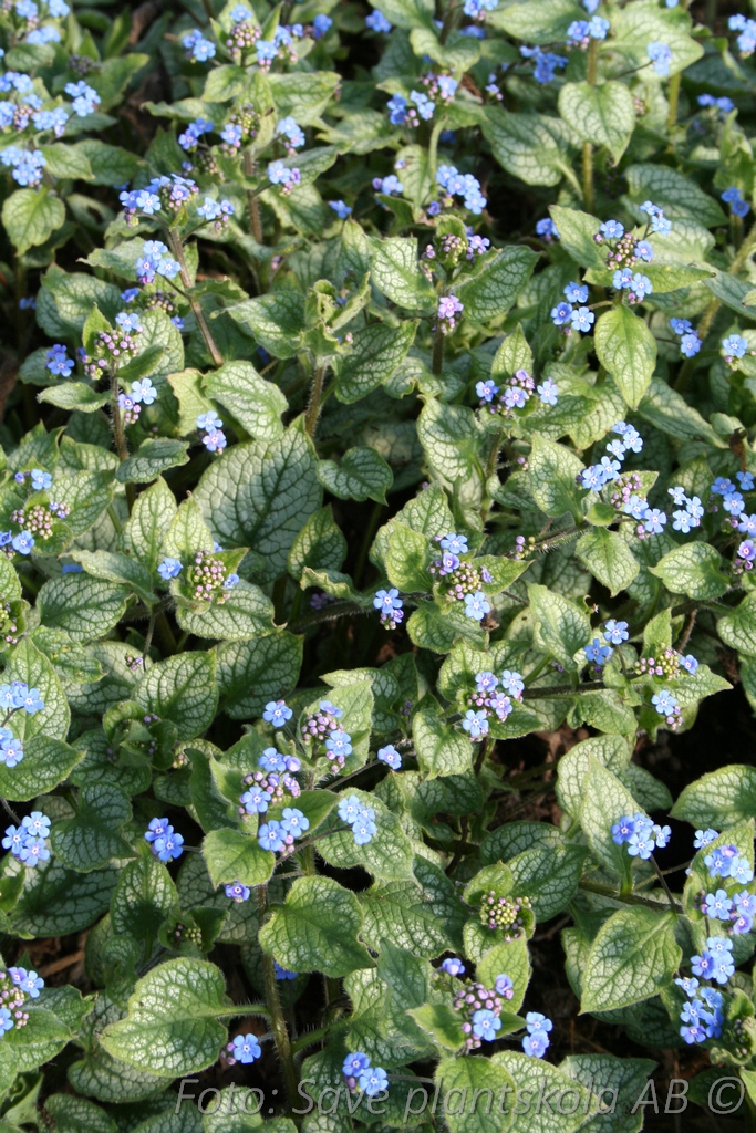 Kaukasisk förgätmigej - Brunnera macrophylla 'Jack Frost' (PBR)