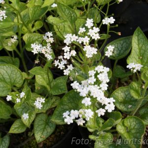 Kaukasisk förgätmigej - Brunnera macrophylla 'Mr Morse' (PBR)