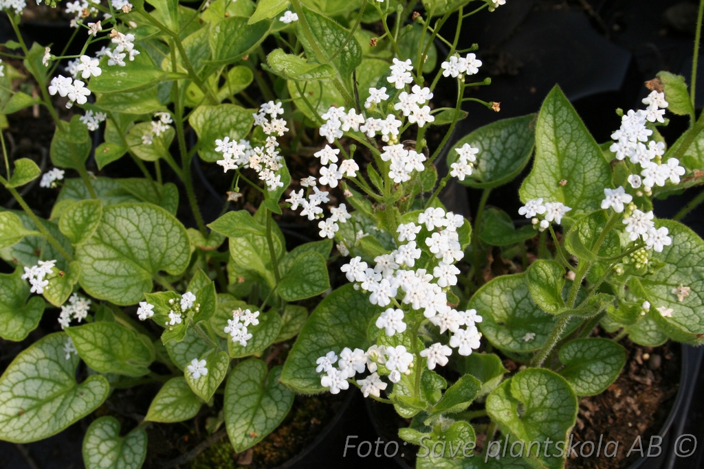 Kaukasisk förgätmigej - Brunnera macrophylla 'Mr Morse' (PBR)