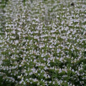 Stenkyndel - Clinopodium (Calamintha) nepeta