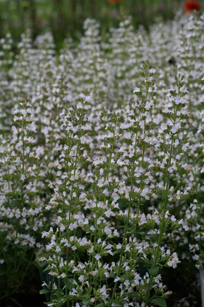 Stenkyndel - Clinopodium (Calamintha) nepeta
