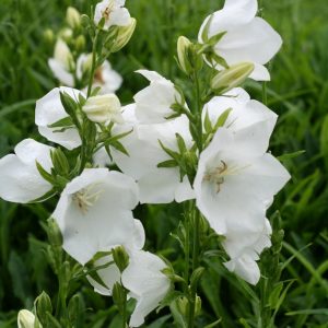 Storklocka vit – Campanula persicifolia ‘Alba’