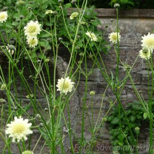 Jättevädd - Cephalaria gigantea
