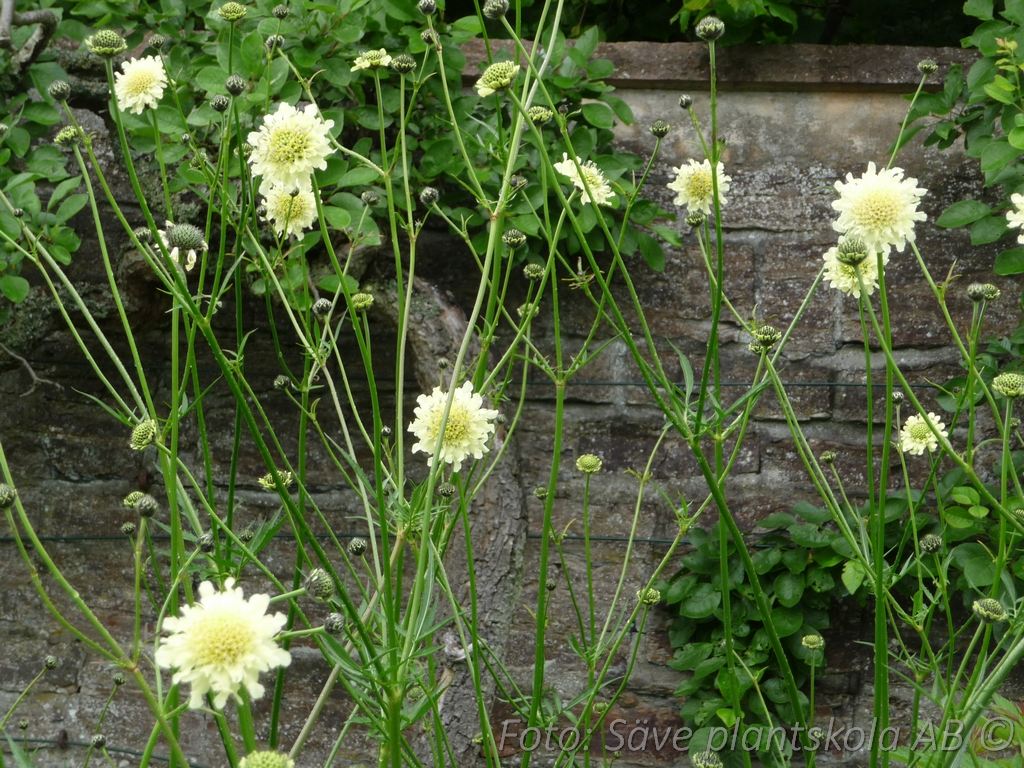Jättevädd - Cephalaria gigantea