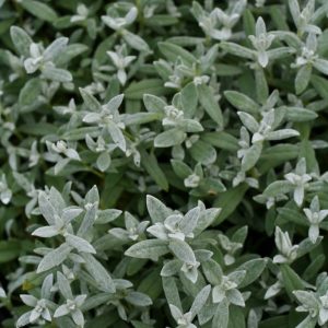 Silverarv - Cerastium tomentosum 'Silberteppich'