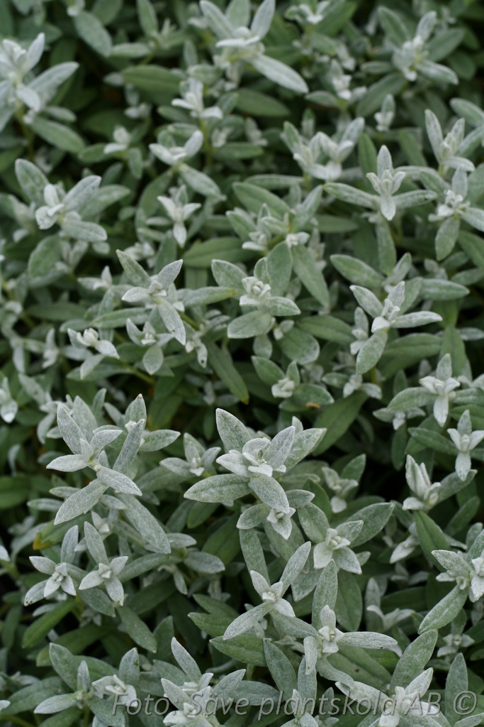 Silverarv - Cerastium tomentosum 'Silberteppich'