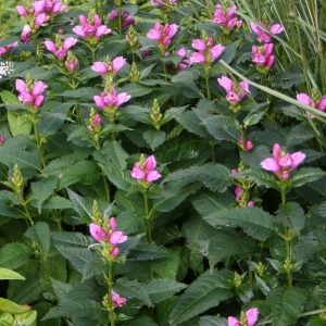 Sköldpaddsört - Chelone obliqua