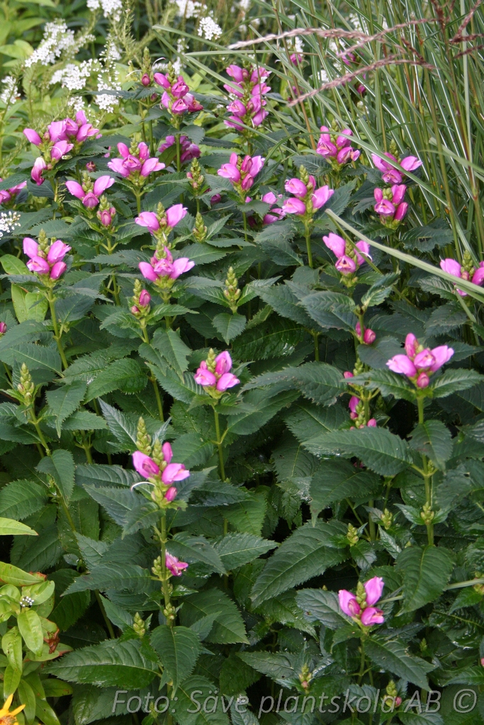 Sköldpaddsört - Chelone obliqua