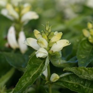 Sköldpaddsört Chelone glabra (Alba)