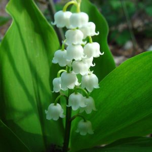 Liljekonvalj - Convallaria majalis