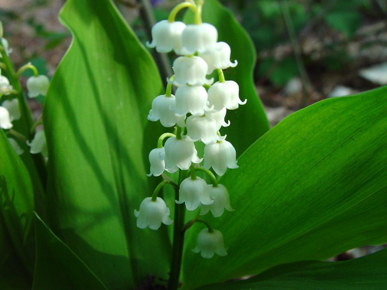 Liljekonvalj - Convallaria majalis