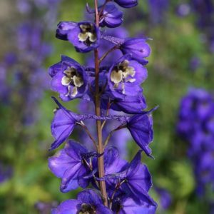 Trädgårdsriddarsporre - Delphinium elatum 'Black Knight'