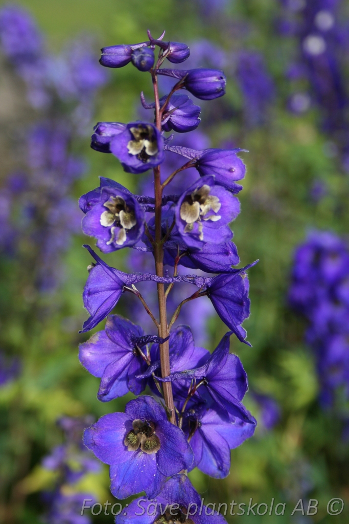 Trädgårdsriddarsporre - Delphinium elatum 'Black Knight'