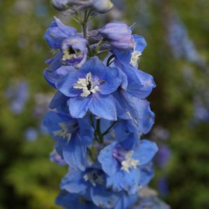 Trädgårdsriddarsporre - Delphinium elatum 'Blue Bird'