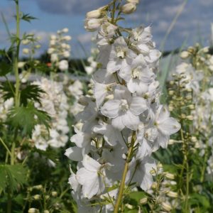 Trädgårdsriddarsporre - Delphinium elatum 'Galahad'