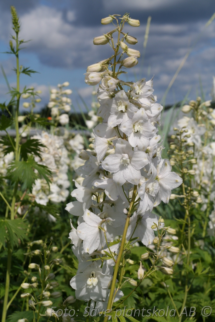 Trädgårdsriddarsporre - Delphinium elatum 'Galahad'