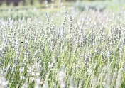 Lavandula angustifolia ’Edelweiss’