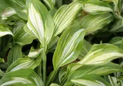 Hosta undulata ’Mediovariegata’ vit med mörkgrön kant