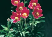 Anemone multifida ’Anabel Rose’