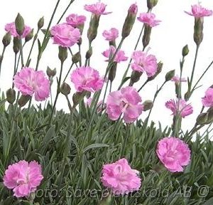Bergnejlika - Dianthus gratianopolitanus 'Pink Jewel'