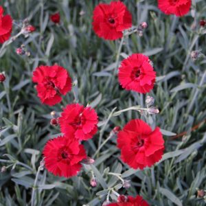 Bergnejlika - Dianthus gratianopolitanus 'Rubin'
