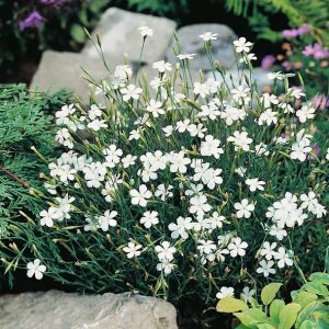 Backnejlika - Dianthus deltoides 'Albiflorus'