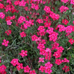 Backnejilka - Dianthus deltoides 'Brilliant'