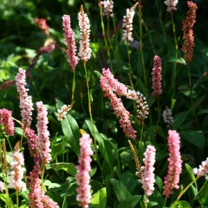 Bergormrot - Bistorta affinis ‘Darjeeling Red’ 