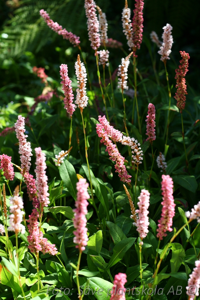 Bergormrot - Bistorta affinis ‘Darjeeling Red’