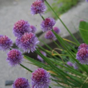 Gräslök - Allium schoenoprasum