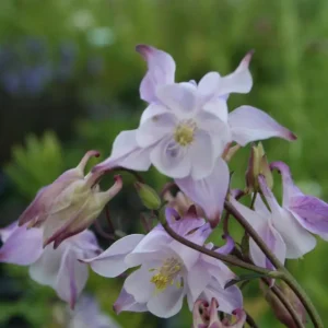 Akleja - Aquilegia vulgaris 'Grandmother's Garden'