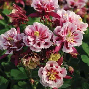 Akleja - Aquilegia vulgaris 'Winky Double Red & White'