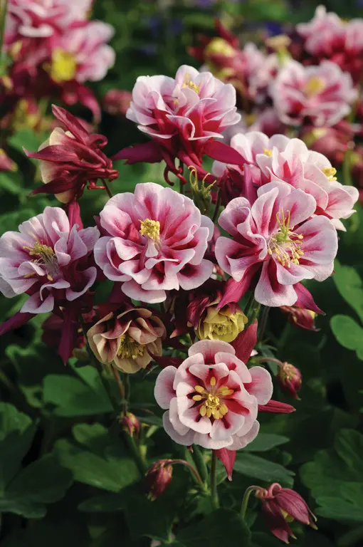 Akleja - Aquilegia vulgaris 'Winky Double Red & White'