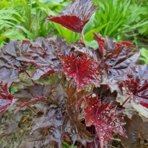 Alunrot - Heuchera micrantha 'Palace Purple'