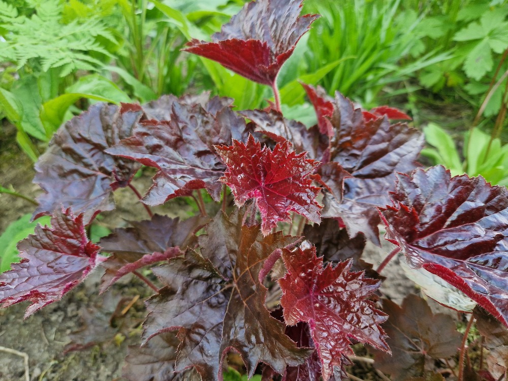 Alunrot - Heuchera micrantha 'Palace Purple'