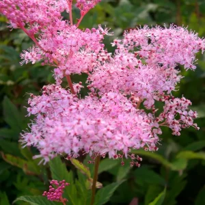 Amerikanskt älggräs - Filipendula rubra 'Venusta '