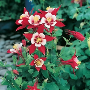 Aquilegia flabellata ’Cameo Red and white’