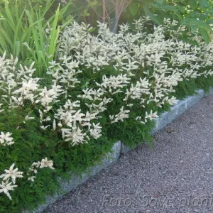 Koreansk plymspirea - Aruncus aethusifolius