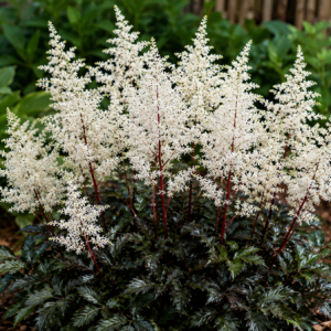 Astilbe Rock and Roll1